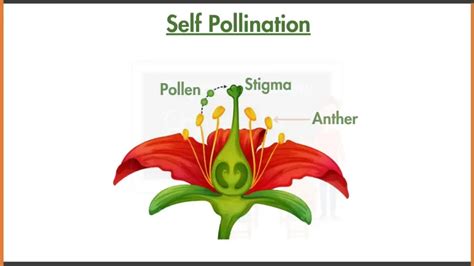 Self Pollination Diagram with Labells