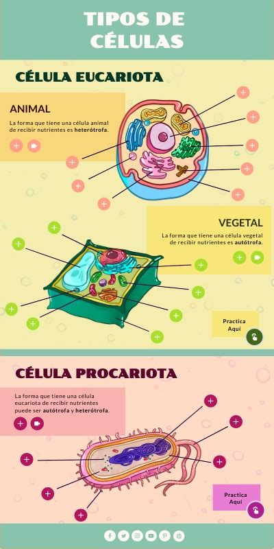 TIPOS DE CÉLULAS INFOGRAFÍA VERTICAL