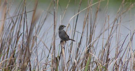 Biologist Corina Newsome Wants To Protect A Tiny Bird From Sea Level