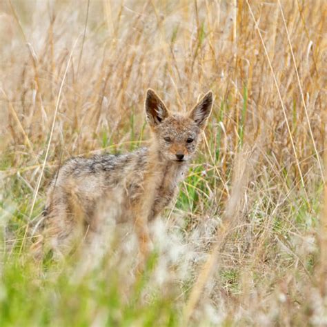 Black Backed Jackal Pups Stock Photos, Pictures & Royalty-Free Images - iStock