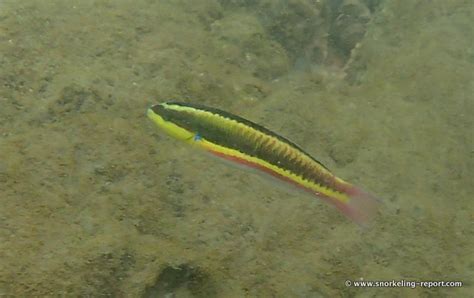 Snorkeling in Playa Conchal, Guanacaste | Snorkeling in Costa Rica