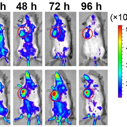 In vivo fluorescence imaging of mice and major organs. (A) In vivo ...