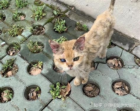 网友：捡了一只瘦弱的流浪猫，半年后，颜值逆袭 知乎