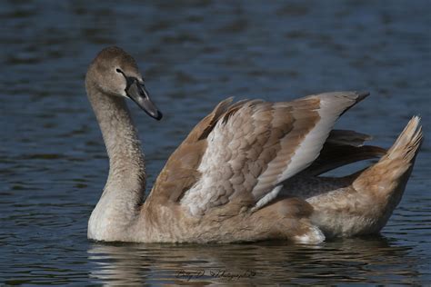 Cygne tuberculé Cygnus olor Mute Swan Betty D Photographies Flickr