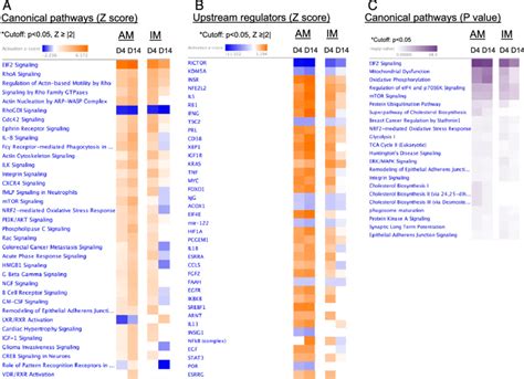 Ipa Analysis Of Top Canonical Pathways And Upstream Regulators In Download Scientific Diagram