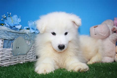 Samoyed Puppies For Sale - Long Island Puppies