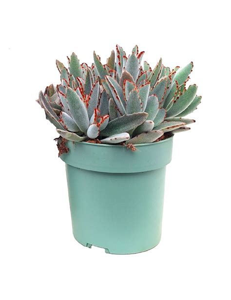 Sukkulent Kalanchoe panda Ø20 cm potte Plantorama