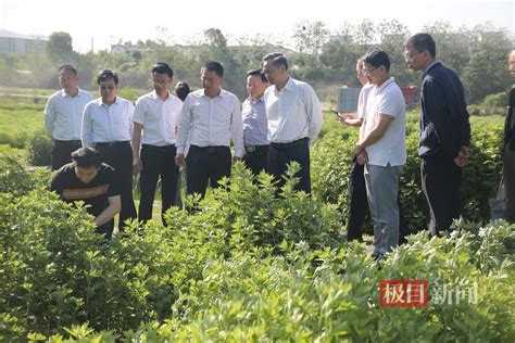 助力农牧业提质增效！湖北省农业科技“五五”工程活动在罗田举行 荆楚网 湖北日报网