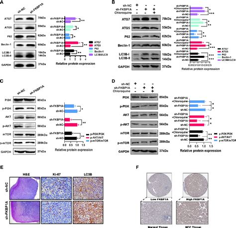 Frontiers Autophagy Related Signatures As Prognostic Indicators For