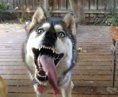 20 Scary ideas | husky, dogs, scary