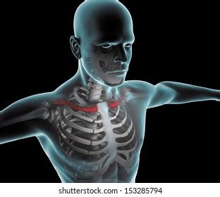 X Ray Human Body Skeleton Clavicle Stock Illustration 153285794 ...