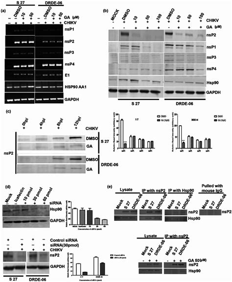 Ga Reduces Nsp2 Protein Level During Chikv Infection Vero Cells Were