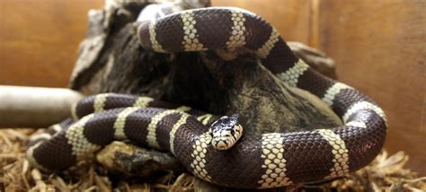 Peoria Zoo California King Snake Peoria Zoo