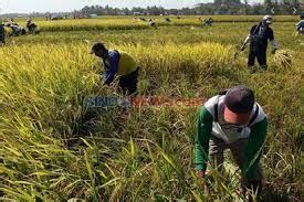 Bps Maret Produksi Padi Melimpah Harga Gabah Dan Beras Turun