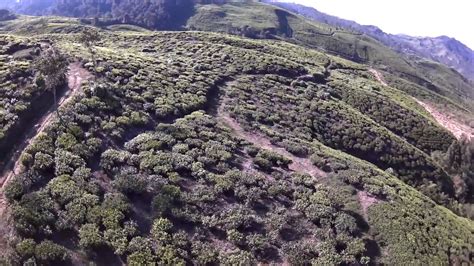 Amatir Drone Terbang Di Kebun Teh Cibuni Bandung Youtube