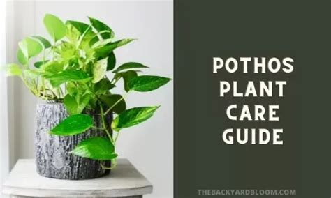 Pothos Care Guide How To Take Care Of A Pothos Plant Pothos Plant Pothos Plant Care Plants