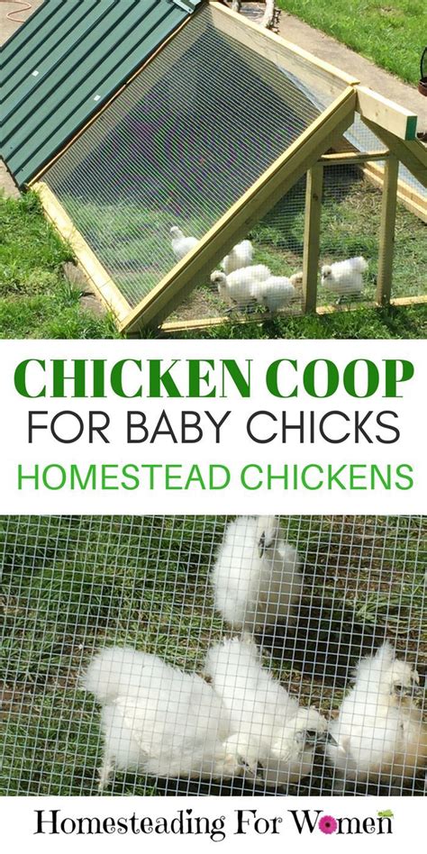 Chicken Coop For Baby Chicks Homesteading For Women Urban Chickens