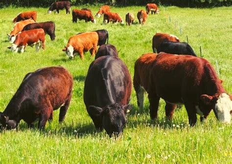 Hereford Angus 100 Grass Fed Beef Blackwells Farm Shop