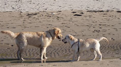 I Took My 5 Months Old Golden Retriever Puppy To Socialize With Other