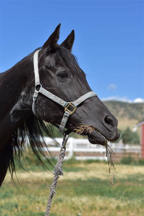 Pony Pals Chatfield Stables