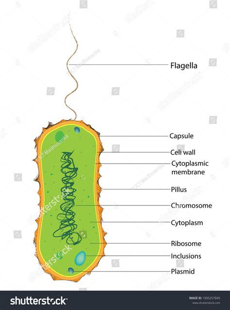 Biological Anatomy Monotrichous Bacteria Flagella Pili Stock Vector ...