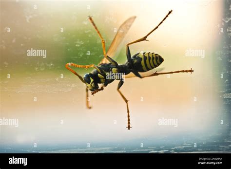 side view  insect  res stock photography  images alamy