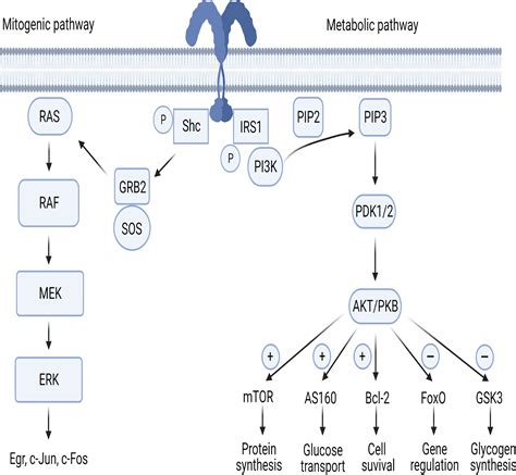 Insulin Receptor Signaling Pathway