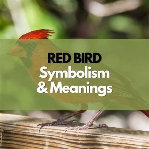 What Does A Red Bird Symbolize Symbol Genie