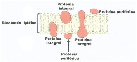 Membrana Plasm Tica E Suas Estruturas Enem Amino Amino