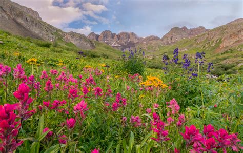 Dawn Wilson Photography | Wildflowers of Colorado 2021