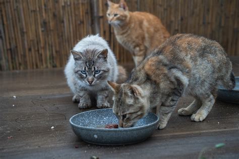 Reggio Calabria Al Via La Sterilizzazione Dei Gatti Randagi