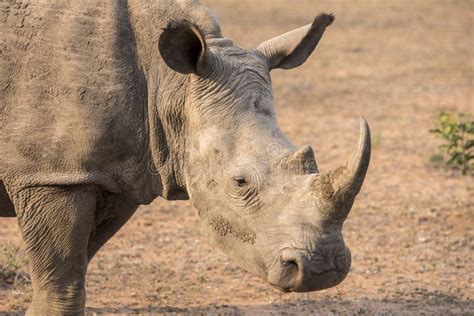 White rhinoceros stock photo. Image of grassland, closeup - 63614074