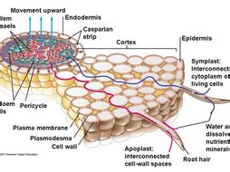 Symplast and Apoplast Pathways in Plants | Teaching Resources