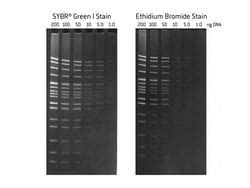 Lonza Sybr Green I Nucleic Acid Gel Stain Qty X L Equipo Y