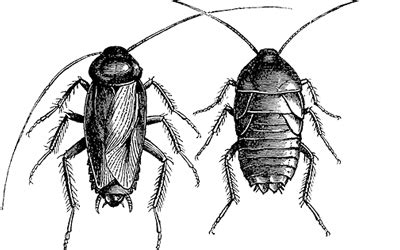 Oriental Cockroach - ACJEM Pest Control