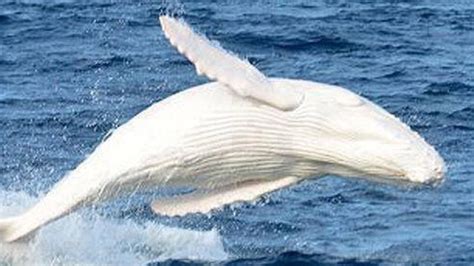 Migaloo The White Whale Spotted In Nsw Best Places For Whale Watching