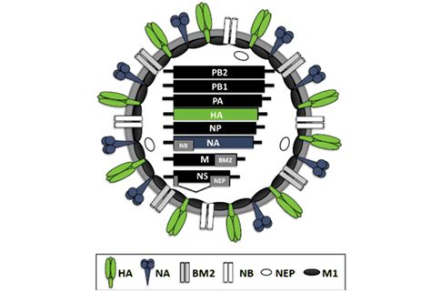 Raw IVD materials to help with the diagnosis of Influenza B - ExonBio