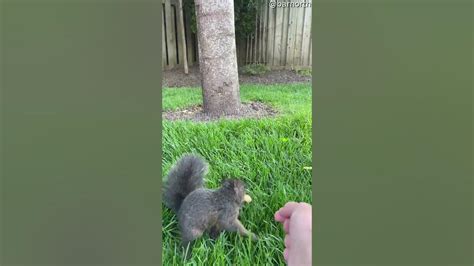 Squirrel Accepts Peanut Offering Viralhog Youtube