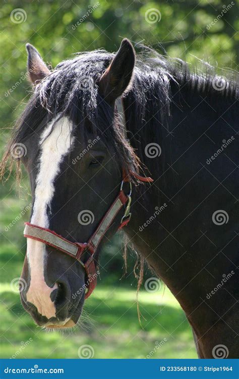 Black Shire Horse with a White Face Stock Photo - Image of mane, ears ...