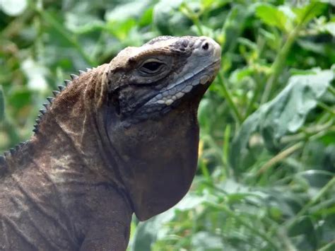 Jamaican iguana - Facts, Diet, Habitat & Pictures on Animalia.bio