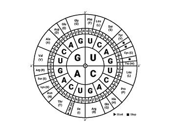 Genetic Codon Wheel by Besjana Ahmetaj | TPT