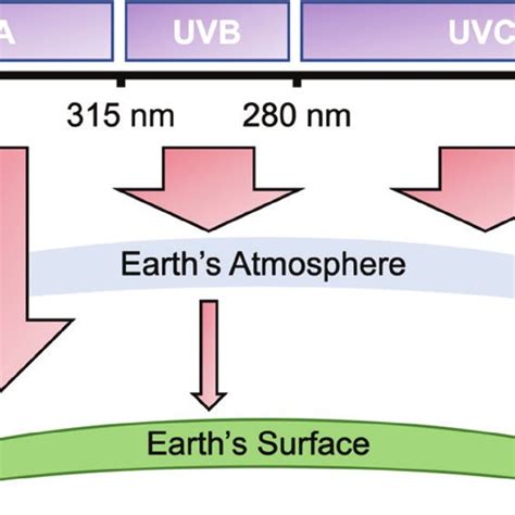 Types of UV radiation. The spectrum of UV radiation is divided into UVA ...