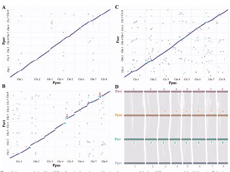 Figure 2 From Chromosome Scale Genome Assembly Of Prunus Pusilliflora Provides Novel Insights