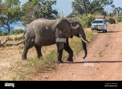 Elephant Lorry Truck Transport Banque De Photographies Et Dimages