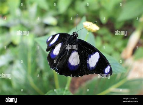 Stratford Butterfly Farm Stock Photo - Alamy