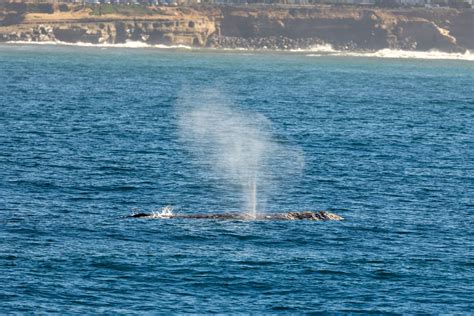 Recent Whale Sightings - Whale Watching Season San Diego