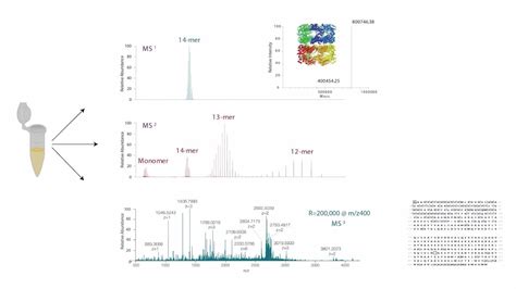 Native Mass Spectrometry Thermo Fisher Scientific Us