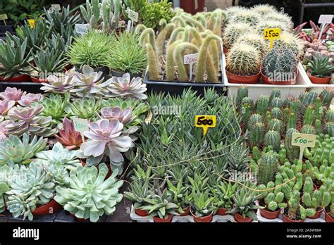 Cactus plants in little pots Stock Photo - Alamy