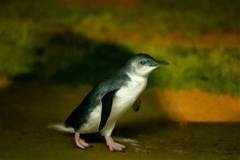 10 fun facts about little penguins - Penguin Books Australia