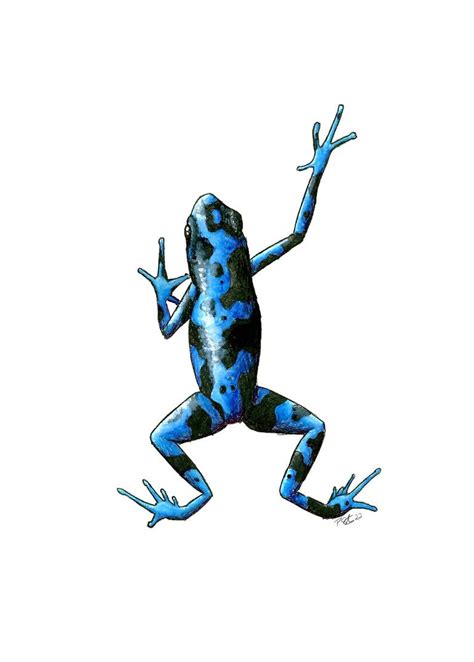 Blue Poison Dart Frog